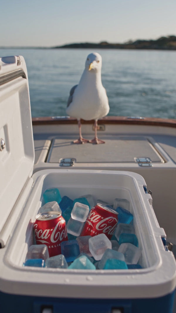 CHLAX boating seagull video